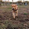 Leo Dog Park