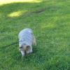 Jollypet