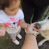 Dog Trainer For Safe Dogs