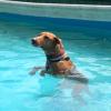 Piscina per cani ...