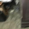 Angelo