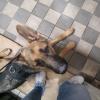 Accademia Per Cani