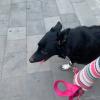 Accademia Per Cani