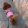 Accademia Per Cani