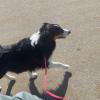 Accademia Per Cani