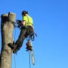 Abbattimento controllato albero