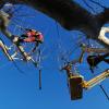 Potatura albero piattaforma e treeclimbing