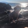 Livia