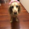 Livia