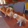 Dogs House Pensione Per Cani