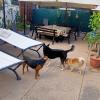 Dogs House Pensione Per Cani