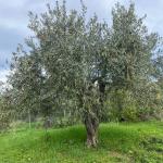 Felicia Natura Verde Di Carta Gabriele Felicia Natura Verde Di Carta Gabriele