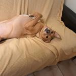 Antonella Zuccaro Antonella Zuccaro