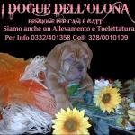 I Dogue Dellolona