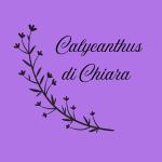 Calycanthus Di Chiara