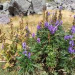 Le Ginestre Le Ginestre