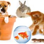 Pet Sitter Campobasso Pet Sitter Campobasso