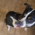 Florentina Georgiana Manu