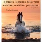 Sandra Palmisano Sandra Palmisano