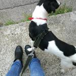 Anna Dog Cat Sitter Anna Dog Cat Sitter