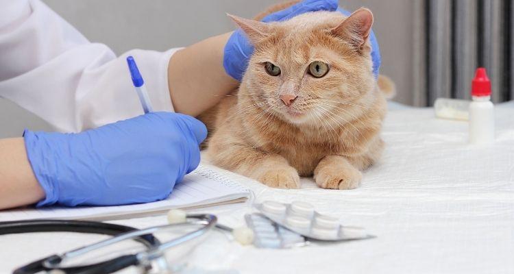 Come aprire una clinica veterinaria