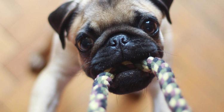 Cane disobbediente? ecco cosa fare