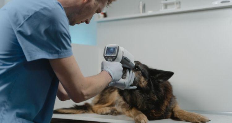 Come trovare clienti per una clinica veterinaria